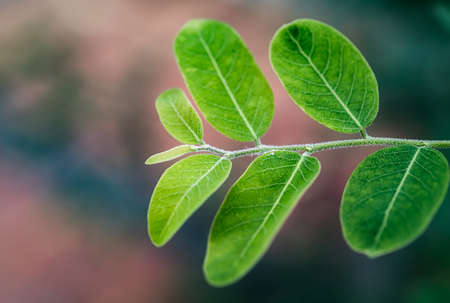 be in a bud, put forth fresh leaves, Sprouting young leaves on tree, green nature backgroundの写真素材