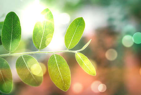 be in a bud, put forth fresh leaves, Sprouting young leaves on tree, green nature backgroundの写真素材