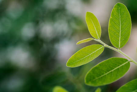 be in a bud, put forth fresh leaves, Sprouting young leaves on tree, green nature backgroundの写真素材