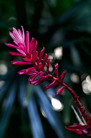 A beautiful tropical red ginger flowerの写真素材