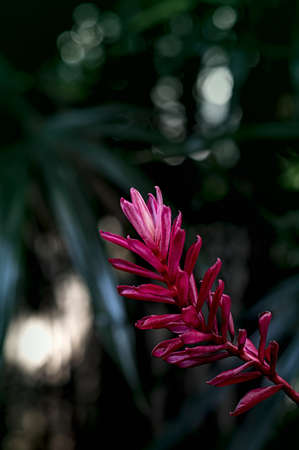 A beautiful tropical red ginger flowerの写真素材