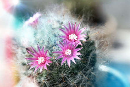 The Pink Cactus Flower Blooming in The Garden