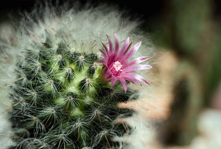 The Pink Cactus Flower Blooming in The Gardenの写真素材