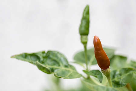 Paprika on a tree in the gardenの写真素材