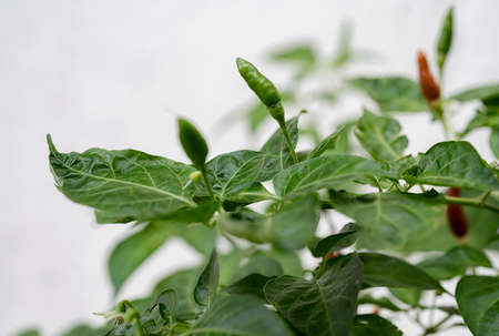 Paprika on a tree in the gardenの写真素材