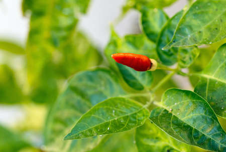 Paprika on a tree in the garden