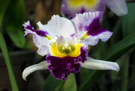 Cattleya orchid flower in Thailandの写真素材