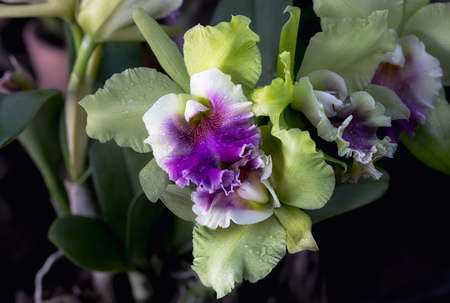 Cattleya orchid flower in Thailandの写真素材