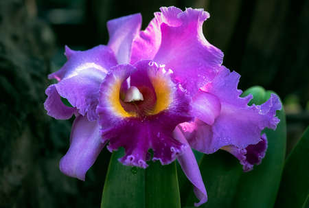 Cattleya orchid flower in Thailandの写真素材