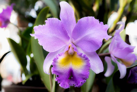 Cattleya orchid flower in Thailandの写真素材