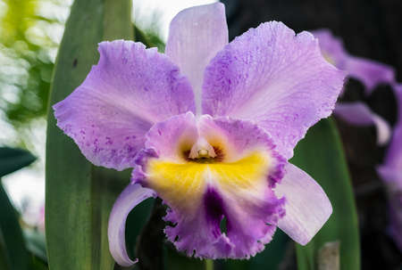Cattleya orchid flower in Thailandの写真素材