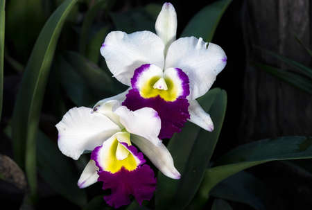Cattleya orchid flower in Thailandの写真素材