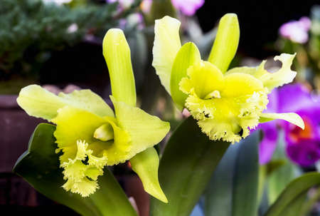 Cattleya orchid flower in Thailandの写真素材