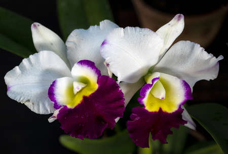 Cattleya orchid flower in Thailandの写真素材