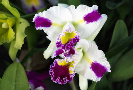 Cattleya orchid flower in Thailandの写真素材
