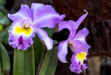 Cattleya orchid flower in Thailandの写真素材