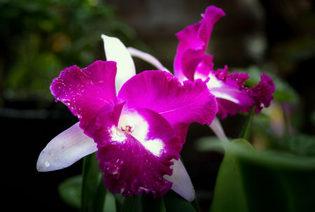Cattleya orchid flower in Thailandの写真素材