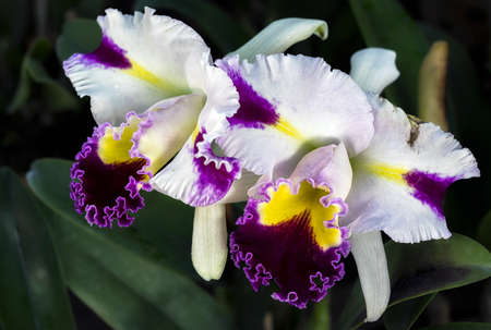 Cattleya orchid flower in Thailandの写真素材