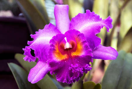 Cattleya orchid flower in Thailandの写真素材