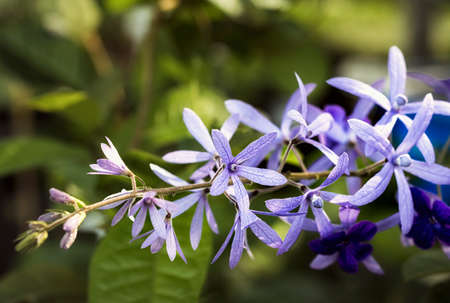 colorful petrea volubilis purple flower with blur backgroundの写真素材