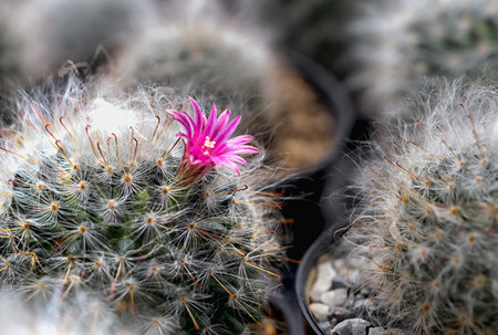 Cactus flowerの写真素材
