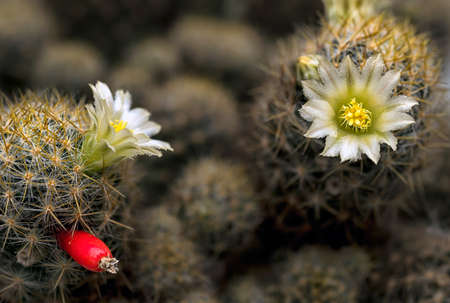 Cactus flowerの写真素材