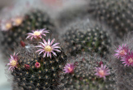 Cactus is a beautiful plant with many colorful flowers.の写真素材