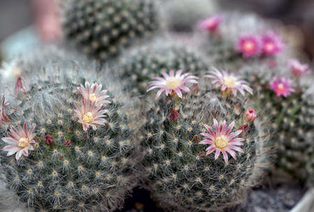 Cactus is a beautiful plant with many colorful flowers.の写真素材