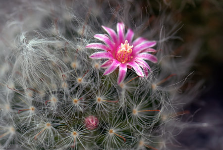 Cactus is a beautiful plant with many colorful flowers.の写真素材