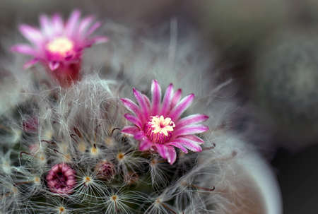 Cactus is a beautiful plant with many colorful flowers.の写真素材