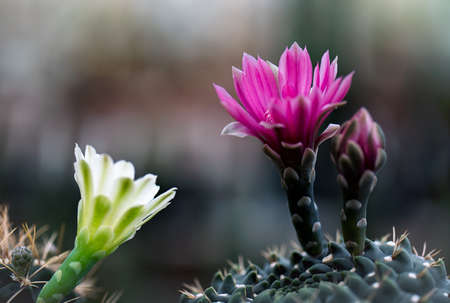 Cactus is a beautiful plant with many colorful flowers.の写真素材