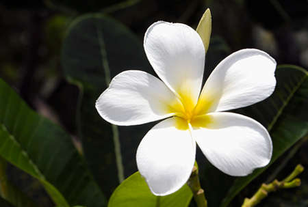 White and yellow plumeria flowers blooming on tree, frangipani, tropical flowers. Soft sunlight on blooming exotic blossom with blurred bokeh tropical garden landscape. Island nature closeupの写真素材