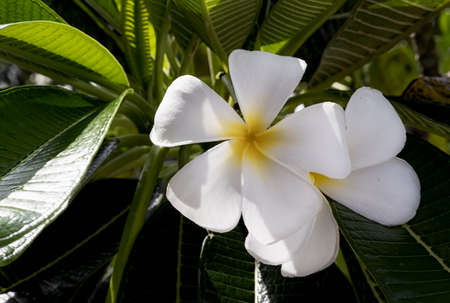 White and yellow plumeria flowers blooming on tree, frangipani, tropical flowers. Soft sunlight on blooming exotic blossom with blurred bokeh tropical garden landscape. Island nature closeupの写真素材