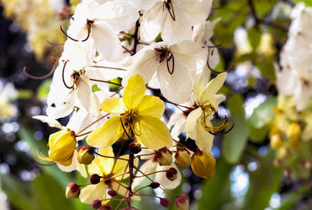 Selective focus beautiful Cassia Fistula flower blooming in a garden.Also called Cassia x nealiae,Golden Showerの写真素材