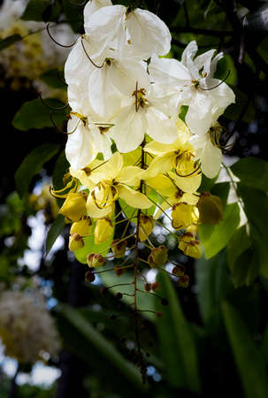 Selective focus beautiful Cassia Fistula flower blooming in a garden.Also called Cassia x nealiae,Golden Showerの写真素材