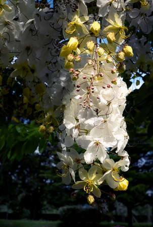 Selective focus beautiful Cassia Fistula flower blooming in a garden.Also called Cassia x nealiae,Golden Showerの写真素材