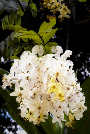 Selective focus beautiful Cassia Fistula flower blooming in a garden.Also called Cassia x nealiae,Golden Showerの写真素材