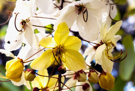 Selective focus beautiful Cassia Fistula flower blooming in a garden.Also called Cassia x nealiae,Golden Showerの写真素材