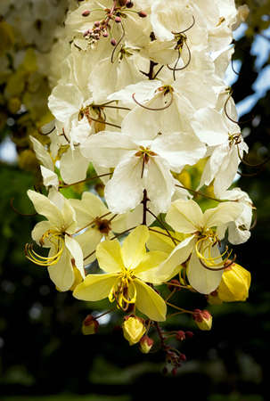 Selective focus beautiful Cassia Fistula flower blooming in a garden.Also called Cassia x nealiae,Golden Showerの写真素材