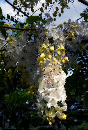 Selective focus beautiful Cassia Fistula flower blooming in a garden.Also called Cassia x nealiae,Golden Showerの写真素材