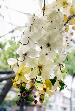 Selective focus beautiful Cassia Fistula flower blooming in a garden.Also called Cassia x nealiae,Golden Showerの写真素材