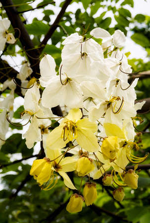 Selective focus beautiful Cassia Fistula flower blooming in a garden.Also called Cassia x nealiae,Golden Showerの写真素材