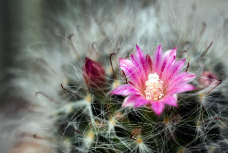 Cactus is a beautiful plant with many colorful flowers.の写真素材