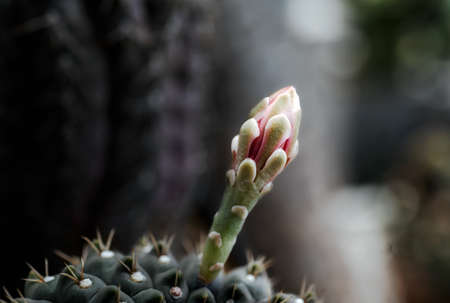 Cactus is a beautiful plant with many colorful flowers.の写真素材