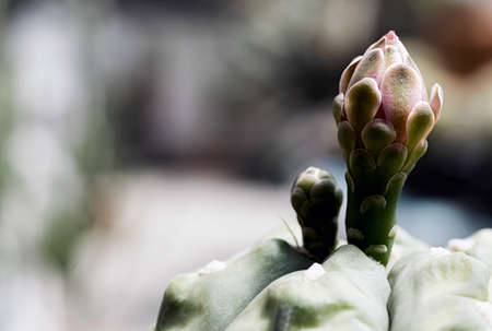 Cactus is a beautiful plant with many colorful flowers.の写真素材