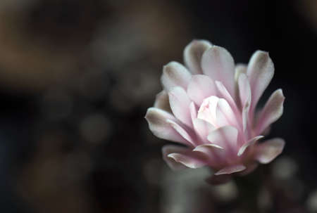 Cactus is a beautiful plant with many colorful flowers.の写真素材