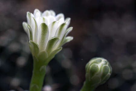 Cactus is a beautiful plant with many colorful flowers.の写真素材