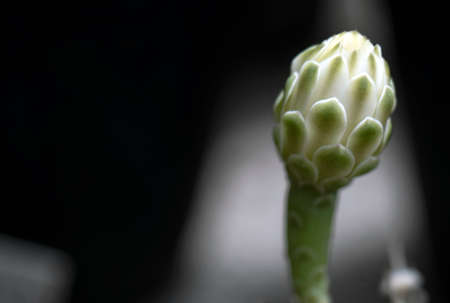 Cactus is a beautiful plant with many colorful flowers.の写真素材