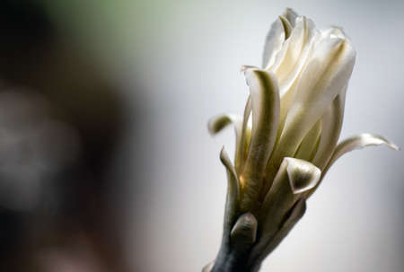 Cactus is a beautiful plant with many colorful flowers.の写真素材