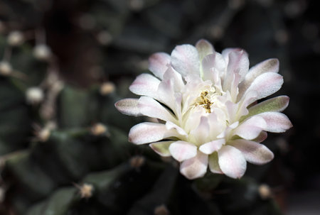 Cactus is a beautiful plant with many colorful flowers.の写真素材